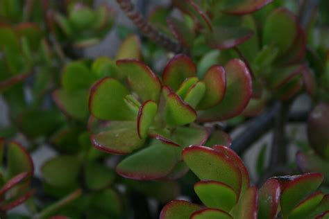 winter jade|Jade Plant Winter Care: Cold Tolerance of Jade Plant.